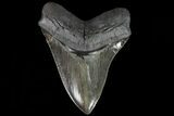 Serrated, Fossil Megalodon Tooth - Foot Shark #80025-1